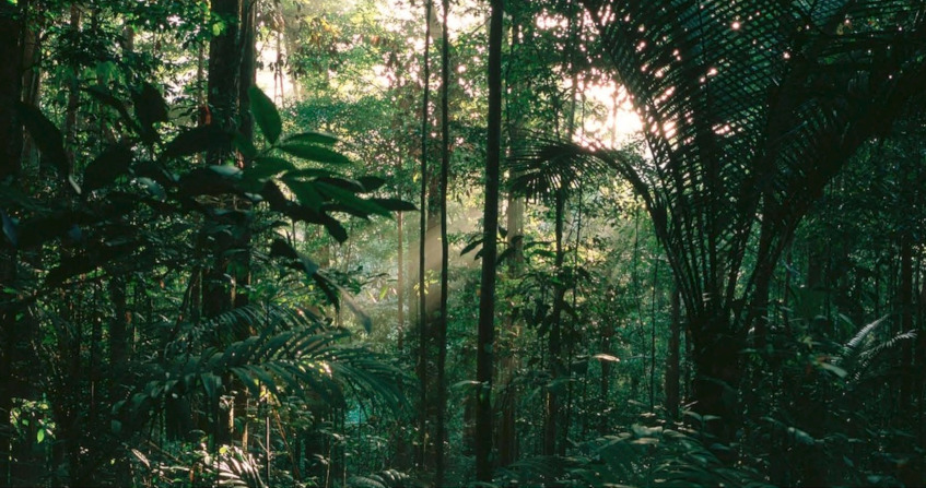 Amazonia A Huge Ecosystem In Constant Evolution Encyclopedia Of The Environment