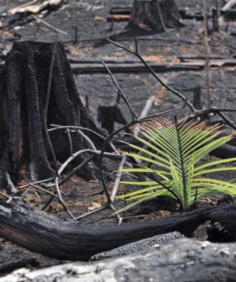 brulis sur abattis - deboisement amazonie - deforestation amazonie - amazonie