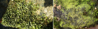 lichens - Dermatocapon luridum - Vezdaea leprosa