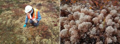 Cladonia stellaris - recolte Cladonia stellaris canada