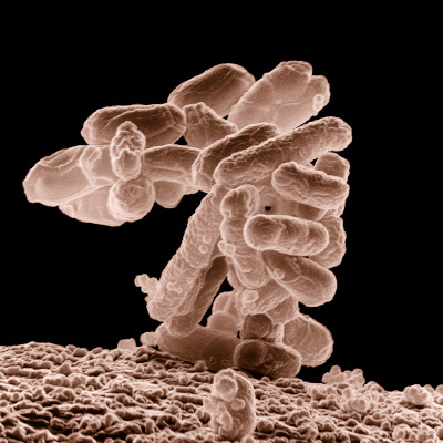 bacterie - quorum sensing
