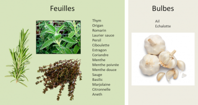 herbes aromatiques - spices - herbs