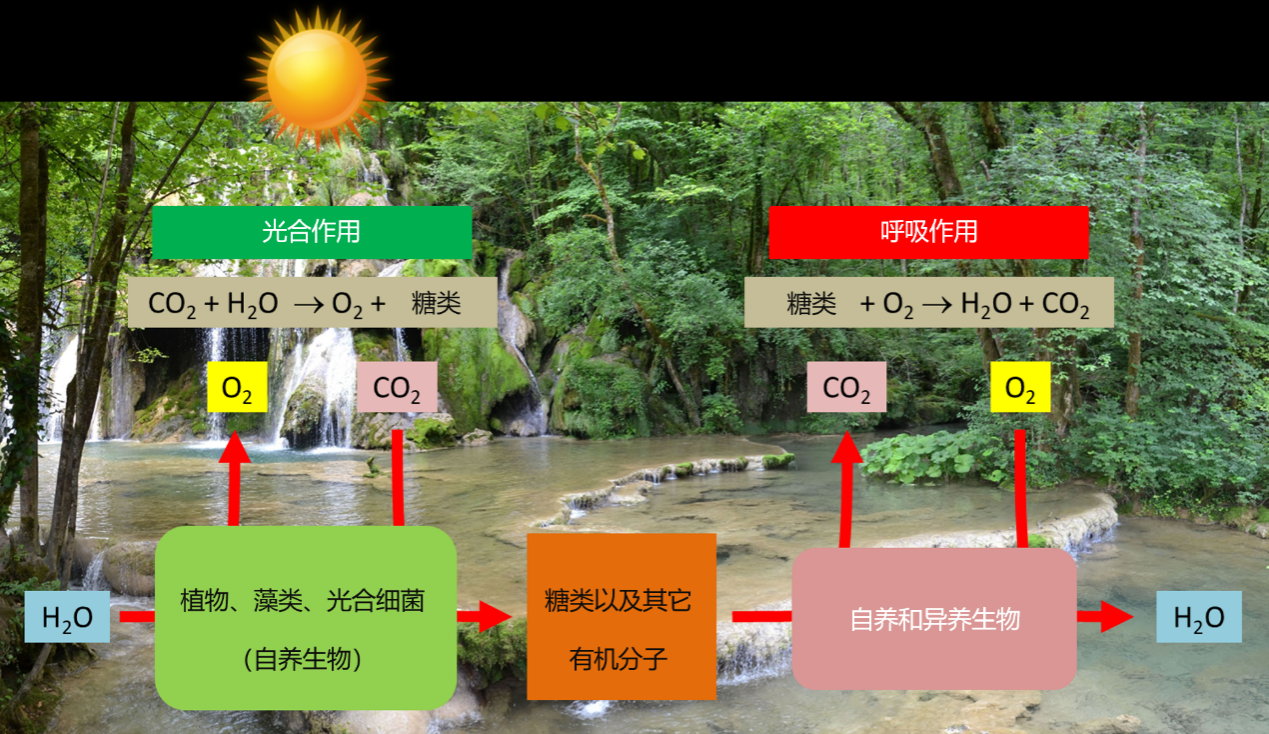 揭示光合作用的真相- 环境百科全书