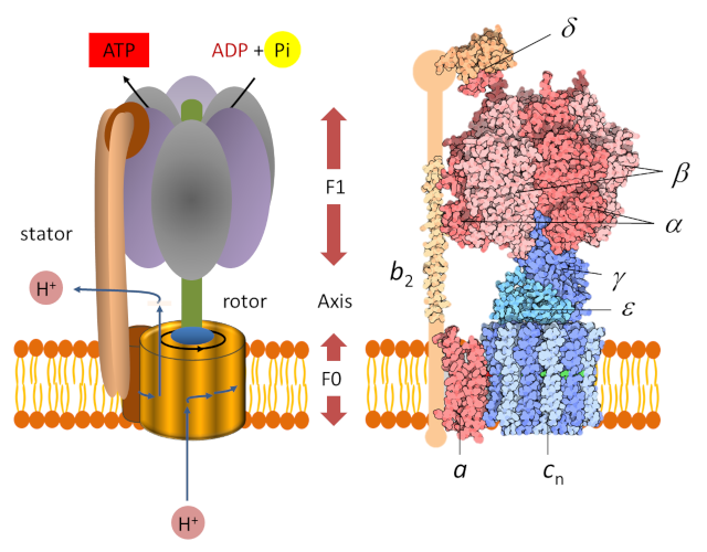 Proton-powered subunit rotation in single membrane-bound F0F1-ATP synthase  | Nature Structural & Molecular Biology