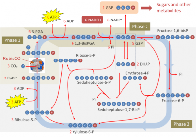 Benson-Bassham-Calvin Cycle