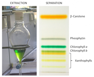 chlorophyll - pigments - color