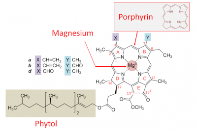 Structure of chlorophyll