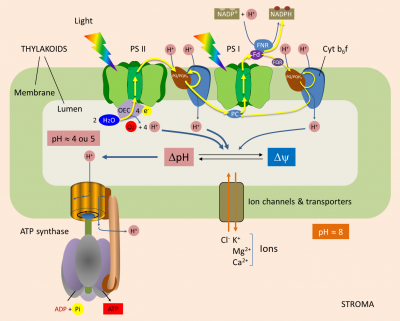 ATP synthesis - photosynthesis