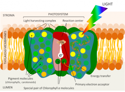 photosystem in the thylakoid membrane - photosynthesis