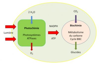photosynthèse - carbone - fixation carbone 