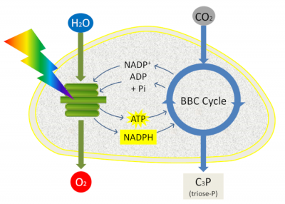 photosynthesis