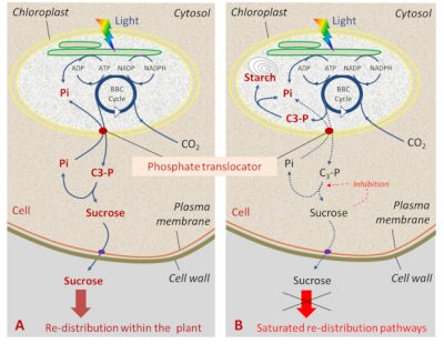 photosynthesis