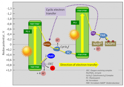 photosynthesis - NADP+