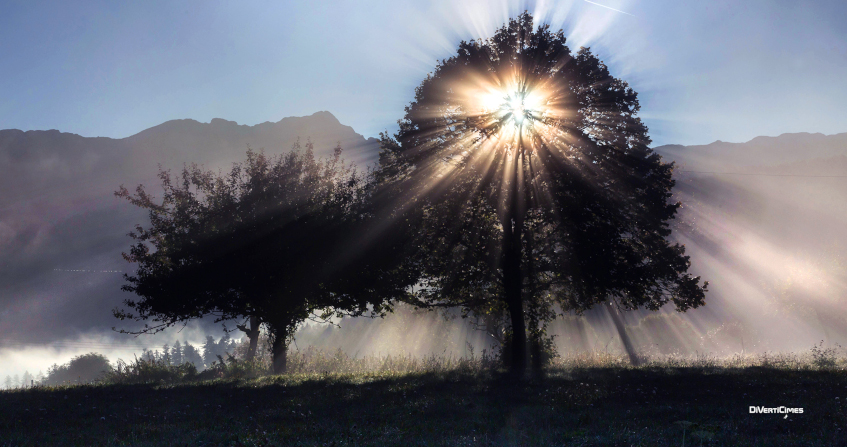 photosynthese - nature - lumière arbre