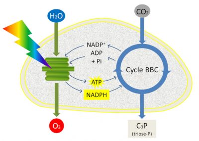 photosynthese - schema photosynthese