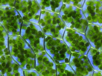 photosynthese - cellules chlorophylliennes - chloroplaste