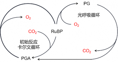 环境百科全书-碳-光合循环与光呼吸循环之间的关系