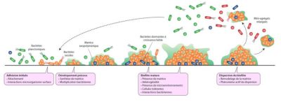 环境百科全书-细菌生物膜和健康-生物膜的形成的几个阶段