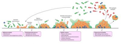 biofilm - biofilms - formation biofilms