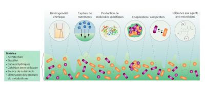 biofilm - biofilms - biofilm bacterien