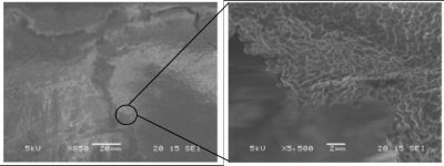 biofilm - biofilms - observation biofilm - Staphylococcus aureus 