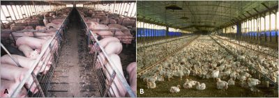 elevage industriel - elevage intensif - elevage industriel porcs poulets - pandemies elevage industriel