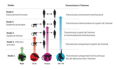 origine pandemies - pandemies virales origine - origine maladies infectieuses - virus homme animal - virus animal