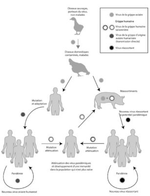 virus grippaux - virus - mecanismes transmission virus - transmission virus schema