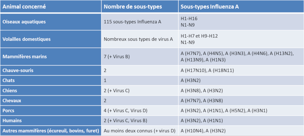 virus grippaux - classification virus grippaux