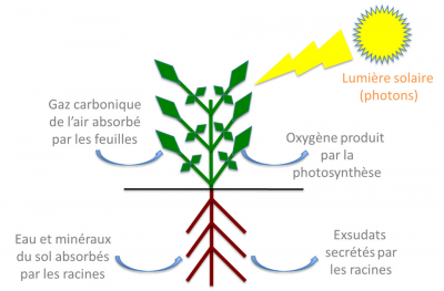 plante - plantes - schema plante - besoin plante - besoins plantes - fonctionnement plante - besoins nutritifs plantes