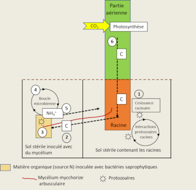 protozoaires - schema protozoaires - interactions protozoaires racines plante