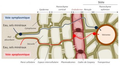 elements mineraux plantes chema