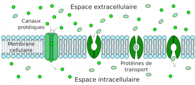 transport mineraux plante - mineraux plante - schema mineraux plantes - cellules mineraux plante