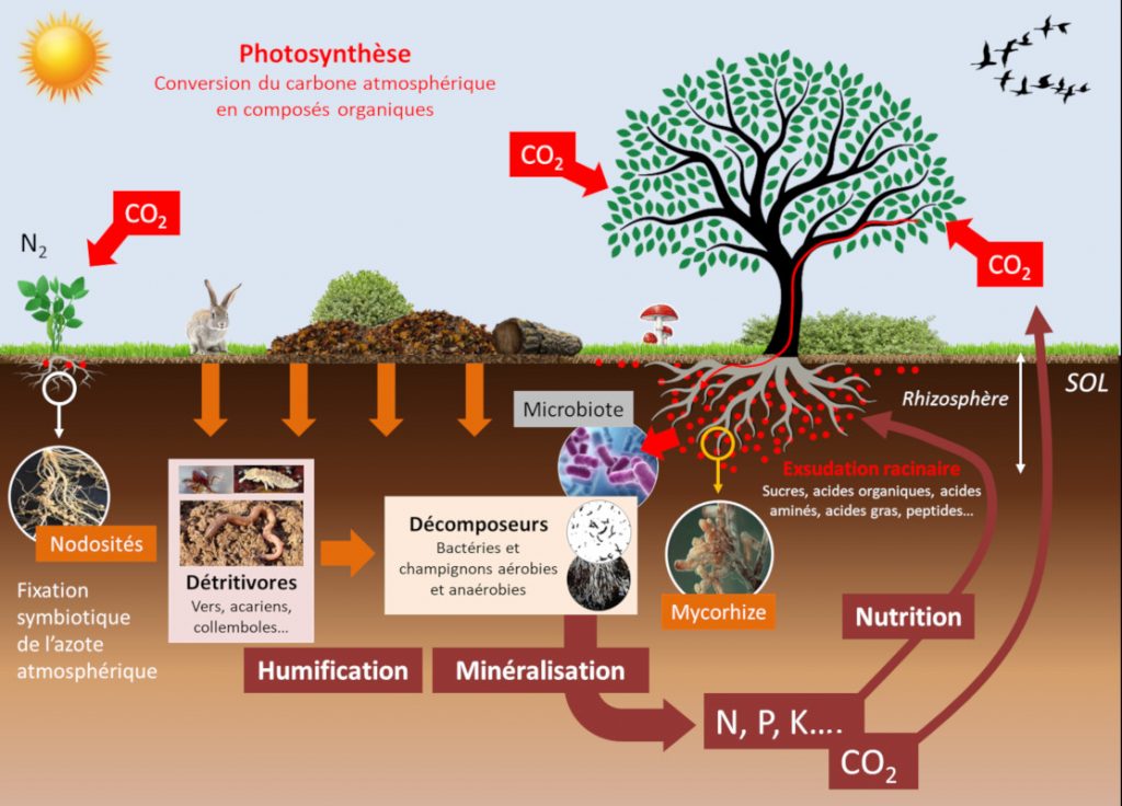 cycle mineralisation sol - matiere organique sol - cycle matiere organique sol - mineralisation matiere organique sol - schema fonctionnement sol - schema sol