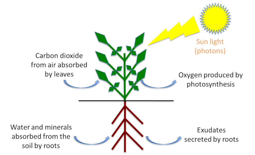 How to feed plants while polluting less? - Encyclopedia of the Environment