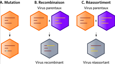 环境百科全是-生命-病毒适应所涉及的不同分子机制