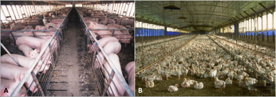 环境百科全是-生命-工业养猪和工业养鸡