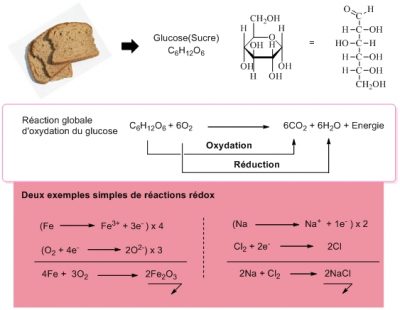 sucr glucose schema