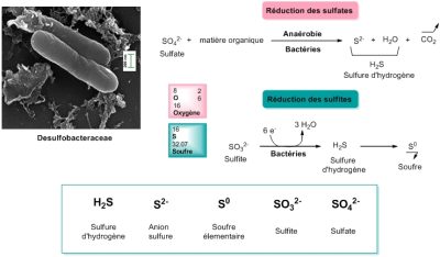 环境百科全书-氧气与生命之间的危险联系-硫酸盐和亚硫酸盐被还原成硫化物