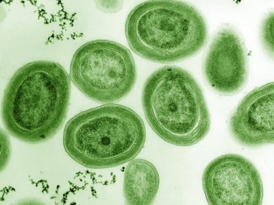 环境百科全书-氧气与生命之间的危险联系-蓝藻原绿球藻是浮游植物中最小和最丰富的组成部分
