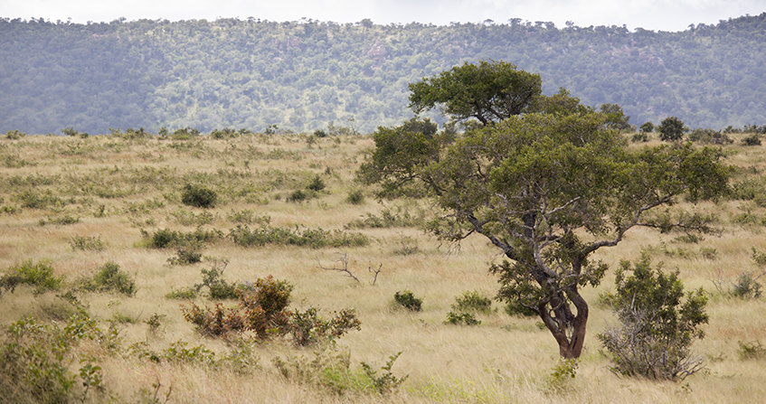 FÚRIA EM URTH Savanes_couv