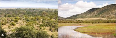 环境百科全书-热带稀树草原-南非萨王纳景观