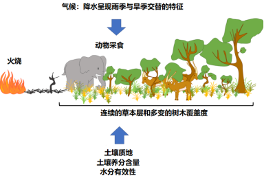 环境百科全书-热带稀树草原-萨王纳的组成示意图