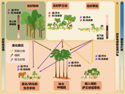 环境百科全书-热带稀树草原-退化机制