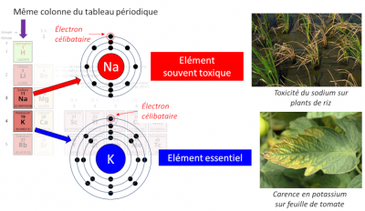 sodium - potassium