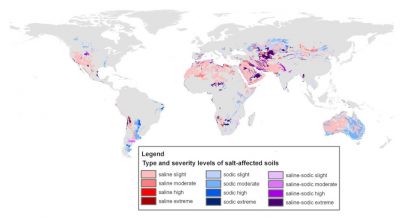 sols salins monde - sols salin