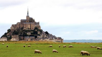 mont saint michel - moutons