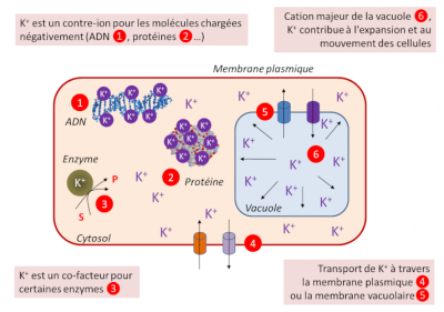 potassium - potassium plantes