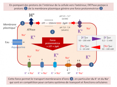 ATPase