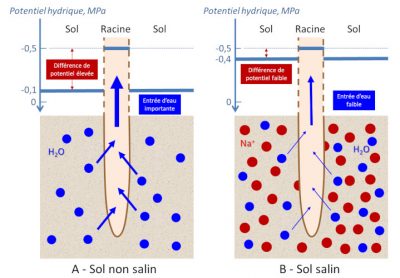 sol salin - pression osmotique sol salin